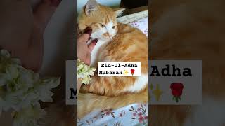 Eid Mubarak ✨🌙🌹 #eidmubarak #trending #cat #cute #sho