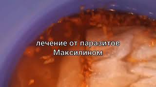 Лечение Максилином от паразитов (лямблии)