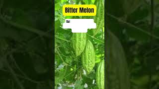 Bitter Melon Health Benefits  Medicinal Herb Plant #herbalmedicine #medicinalplants #holistichealth