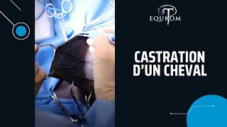 Castration d'un cheval