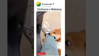 Cachorro x Motoboy🤣 #humor #memes #shorts #shortvideo