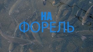 Як працює єдина форелева ферма в Запорізькій області