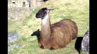 Machu Picchu ( Peruvian Andes)