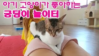 집사 엉덩이에서 헤어나지 못하는 아기 고양이 twerk kitty