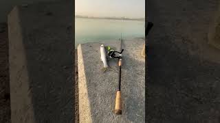 Barracuda Early Strike! | Fishing in Qatar | Shore Casting