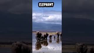 Elephant #shorts #viral #trending