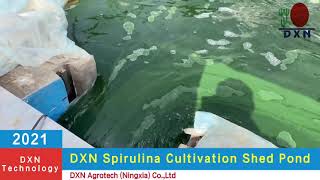 DXN Spirulina Farm. Spirulina platensis algae grows in a spiral pattern, typically of 5-7 twists