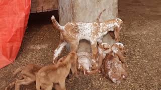 How to care baby goats in winter |سردیوں میں بکری کے بچوں کی حفاظت کیسےکریں|