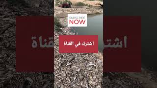 #الان موت ملايين الاسماك في ناحية الخير بميسان بسبب شحة المياه لاخر الاخبار اشترك