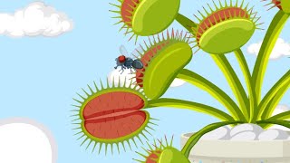 How Does Venus Fly Trap Work and Catch Prey? | A Visual Animation