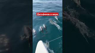 Всё это Сочи 💙🐬 #дельфин #белуха #кит #море #океан #природа