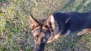 Houston dog training | 10 month old timid German Shepherd Lala