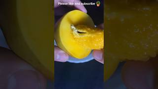 🥭 How to Grow Mango from Seed | Watch the Amazing Transformation in Just 40 Days! #mangotree