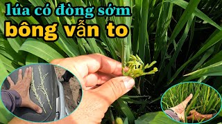 lúa ĐÀI THƠM 8 có đòng sớm BÔNG VẪN TO,NHIỀU HẠT tỉnh đồng tháp #103 l thanhdotv