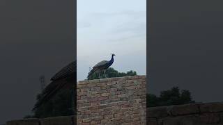 Amazing video #animals #youtubeshorts #birds #youtubevideos #ytshorts #peacock #shorts