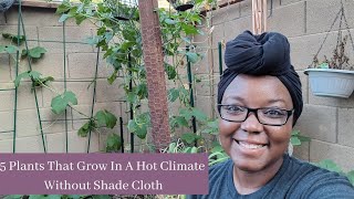 5 Plants That Grow In A Hot Climate Without Shade Cloth