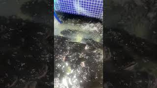 Video Shorts Fresh Fish | FLV Official | Ep 256