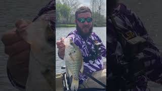 Nice fish from the kayak. #shorts #shortsvideo #shortsfeed #shortsviral #shortsfishing