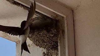 Swallow building the nest #swallow #birds #viral #love #animals #nest #parrot ##canary #wildlife #on