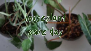 HOUSEPLANT CARE | water with me, no talking