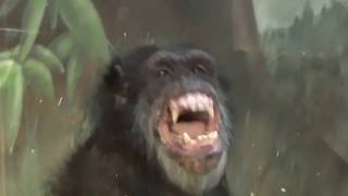 CHIMPANZEE Reading Practice (NO VERBAL CUES)