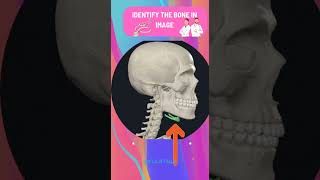 identify the bone anatomy bones quiz human bones quiz,human skeleton quiz,types of bones anatomy,