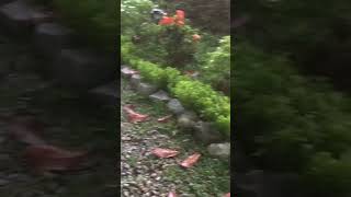 Babi hutan , menganas hancur kan tanaman pokok..