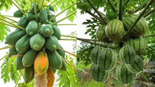 The Method Of Growing Papaya From Cuttings Is 100% Successful