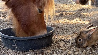 Dinner time *cute animals*