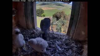 FalconCam Project 28.10.2024 15:05