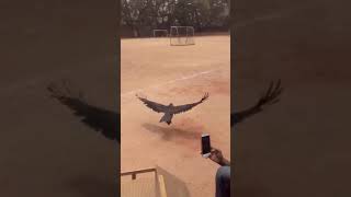 Eagle is in danger |save| respect |Avian And Reptile Rehabilitation Centre| rescue #shorts