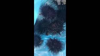 קיפודי ים גורמה.. What’s delicious about sea urchins