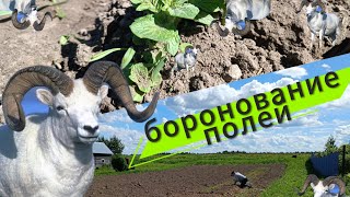 Боронование почвы #деревня #борона #сорняки