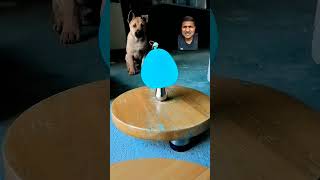 Slow-motion 🔥😲😱 #dog #funny #pets #cute #puppy #slowmotion #asmr #water #power #youtubeshorts