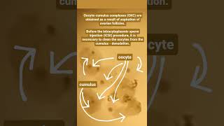 Oocyte-cumulus complexes are obtained as a result of aspiration of ovarian follicles. #life #icsi