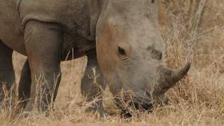 Glamping Safari in South Africa