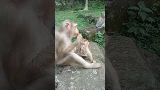 VID20241112164446 Monkey play