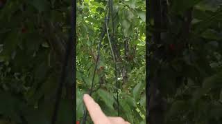 Use PARACORD to close cherry tree net. #diy #cherrytree