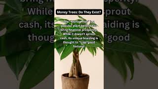 MONEY TREES: DO THEY EXIST?🤑🤩👀#dailyfacts #moneytree #randomfacts