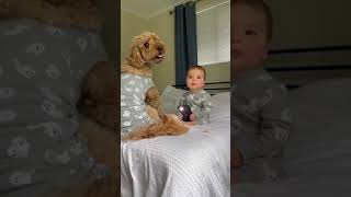 Sweet babies and cute dogs Moment#7 , really make my day!!😍😍😍 #tiktok #dog#baby #shorts