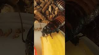 Do you like bananas? #insects #eating #cockroach