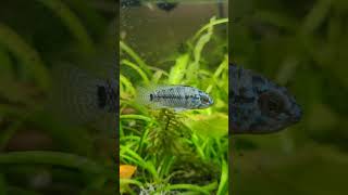 apistogramma cichlid doing his thang