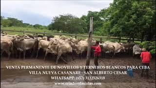 VENTA PERMANENTE DE TERNEROS Y NOVILLOS  BLANCOS PARA CEBA