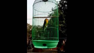 terapi suara burung lovebird ngekek