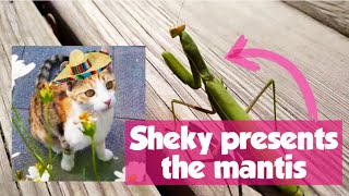 SHEKY AND THE MANTIS