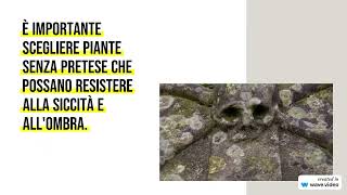 Piante da Giardino Perenni per Cimiteri: Durabilità nel Tempo.