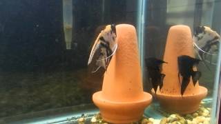 Spawning angelfish