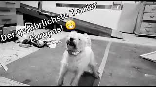 Der gefährlichste Terrier Europas!  ;-)