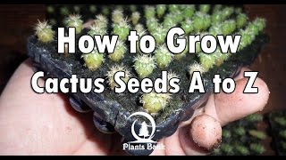 How to Grow Cactus from Seed A to Z