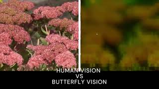 Human vision VS Butterfly vision-TECHNEX 2022